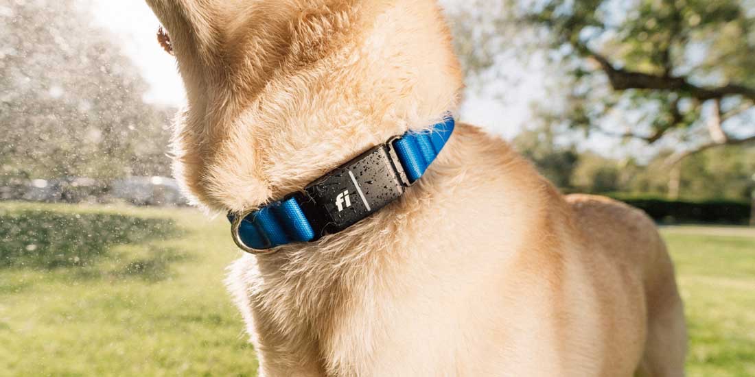 The Fi Series 3+ Smart Collar
