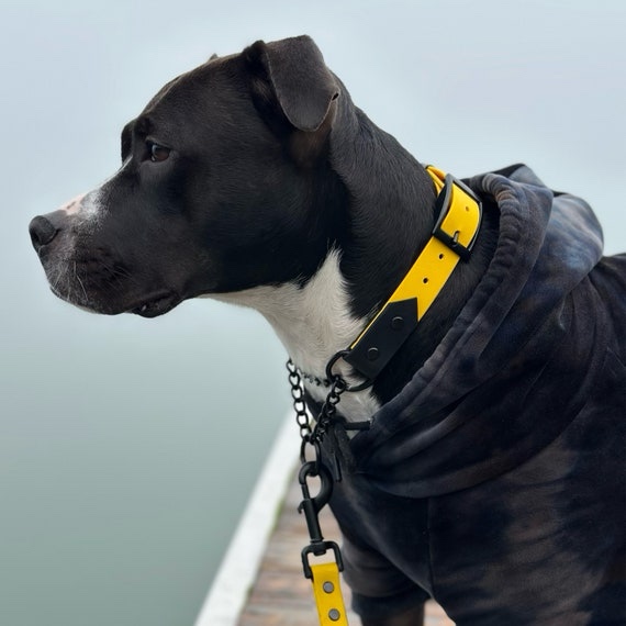 The Fi Series 3+ Smart Collar
