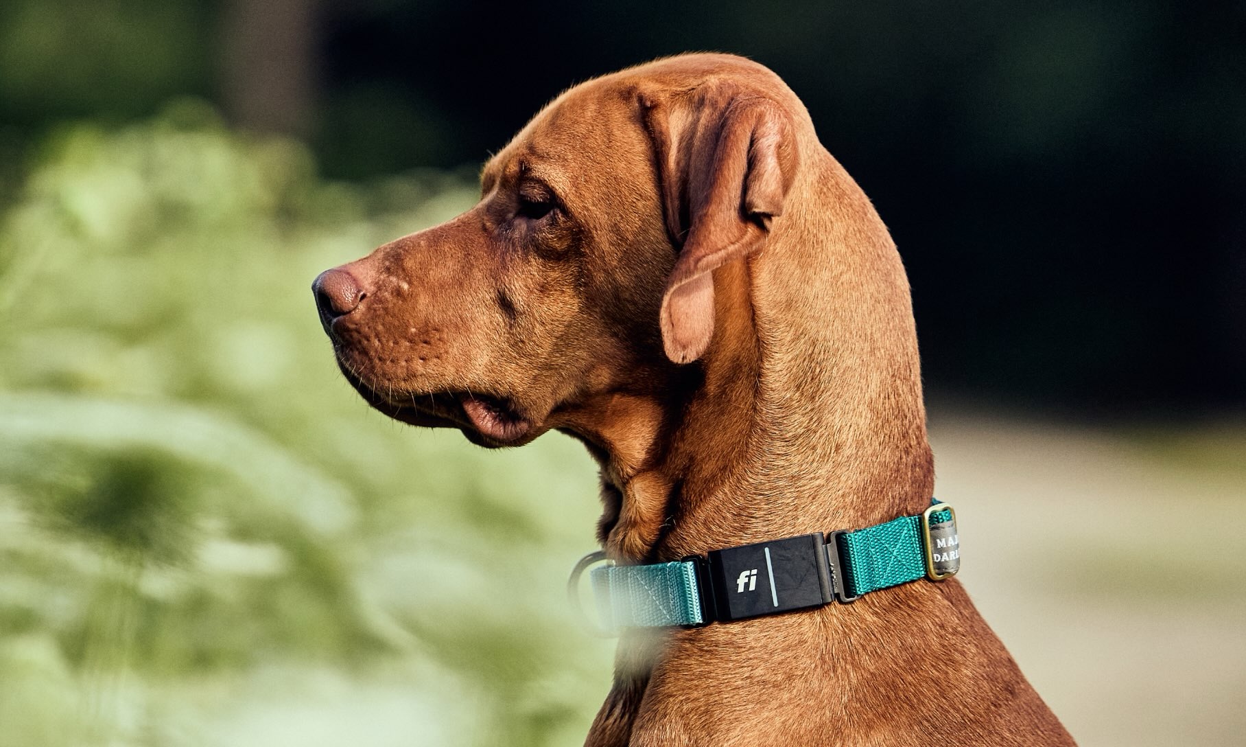 The Fi Series 3+ Smart Collar