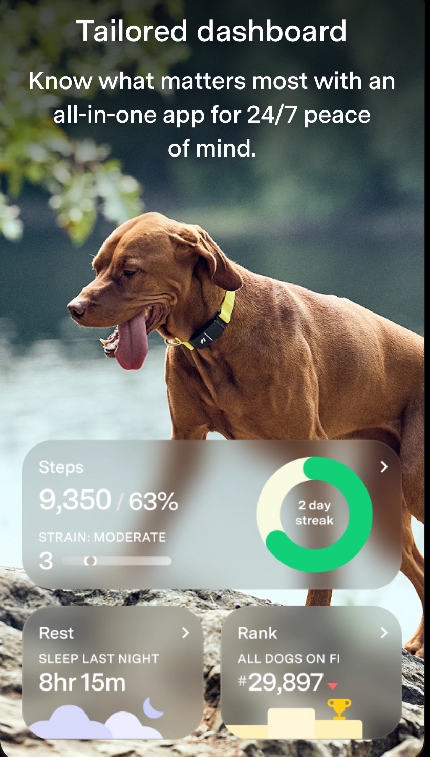 The Fi Series 3+ Smart Collar